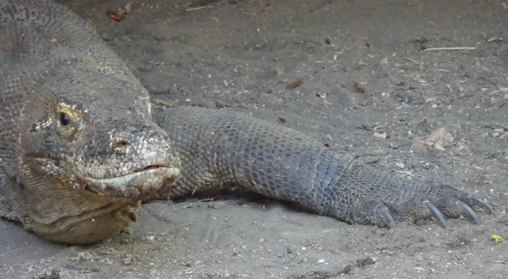 Komodo dragon, Rinca, Indonesia